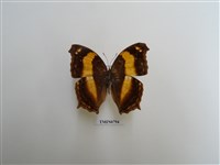 藏品(黃帶隱蛺蝶)的圖片